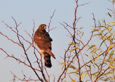 Northern Harrier