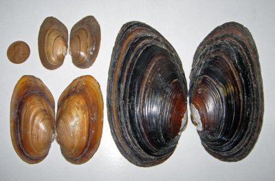 Freshwater Mussels and Clams