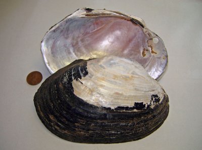 Bleufer  (Potamilus purpuratus)