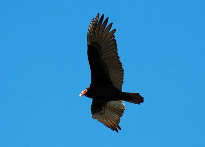 Turkey Vulture