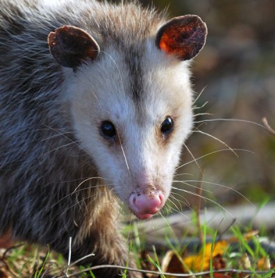 Virginia Opossum