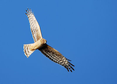 Northern Harrier