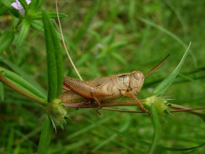 Scudder's Short-wing Grasshopper (Melanoplus scudderi)