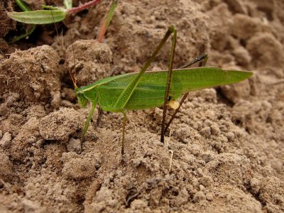 Texas Bush Katydid (Scudderia texensis) 