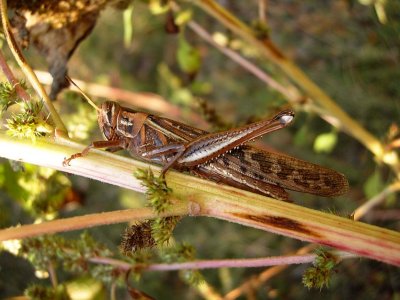 American Bird Grasshopper