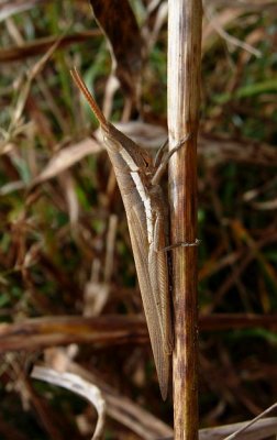 Cattail Toothpick Grasshopper (Leptysma marginicollis)