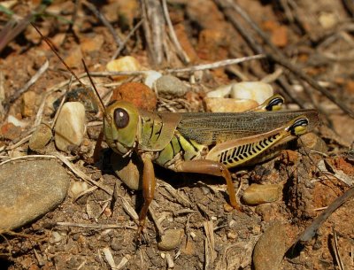 Differential Grasshopper