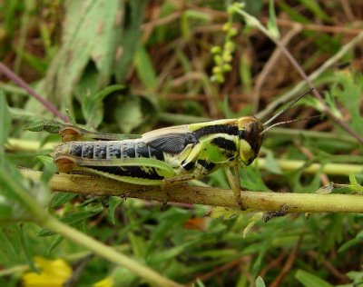 Melanoplus femurrubrum 