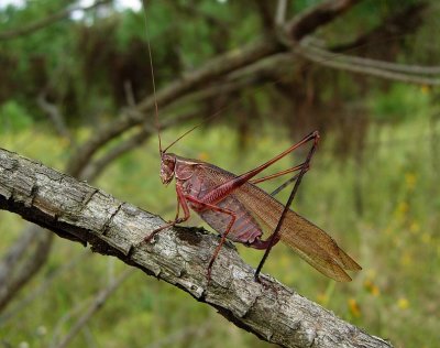 Fork-tailed Bush Katydid  (Scudderia furcata)