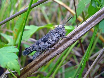 Southwestern Dusky Grasshopper (Encoptolophus subgracilis)