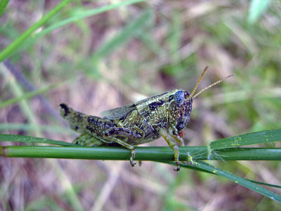 Fuzzy Olive-Green Grasshopper (Campylacantha olivacea) 