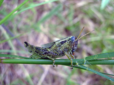 Fuzzy Olive-Green Grasshopper (Campylacantha olivacea)