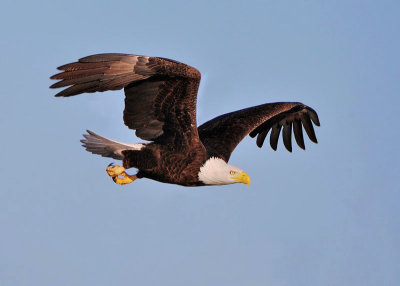 Bald Eagles