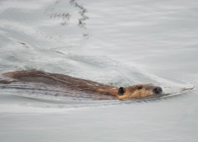 Beaver