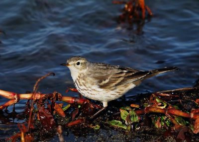 American Pipit