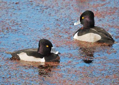 Ring-necked Ducks