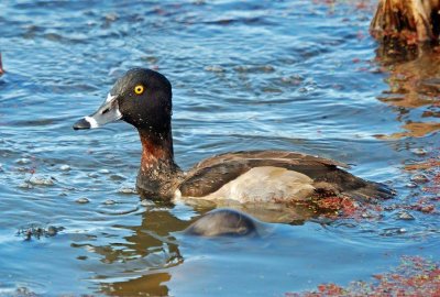 Ring-necked Duck - immature male