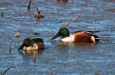 Northern Shovelers