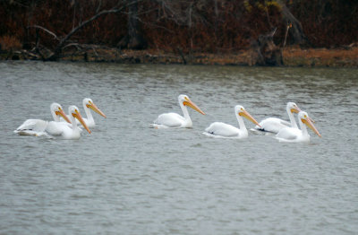 White Pelicans