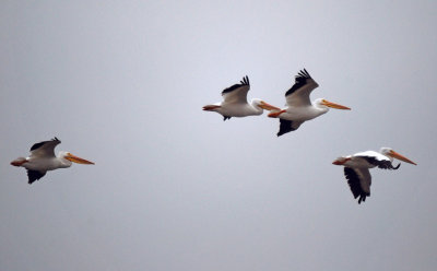 White Pelicans