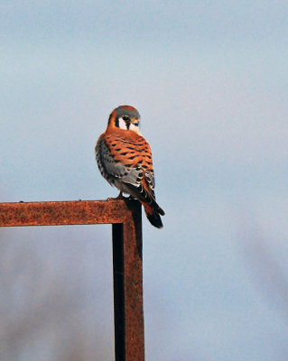 American Kestrel