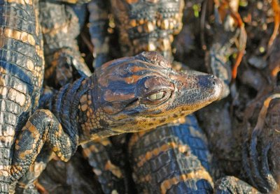 American Alligator young