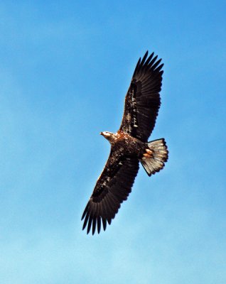Bald Eagle - subadult