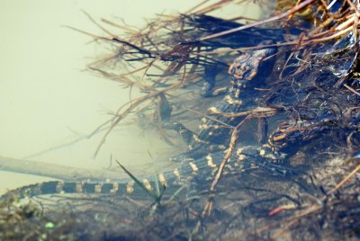 American Alligator young