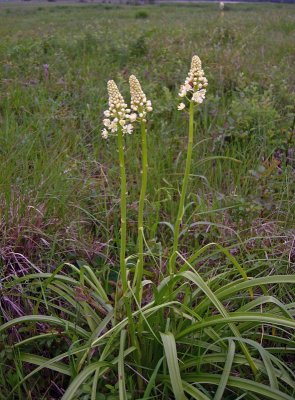 Nuttalls Death Camas (Zigadenus nuttallii)