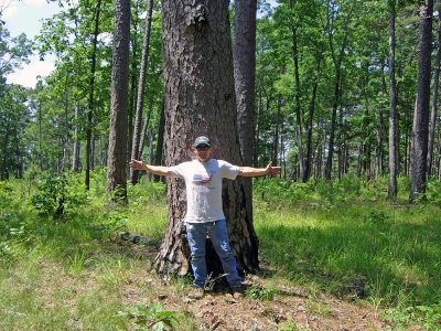 Giant Shortleaf Pine