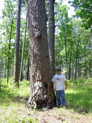 Giant Shortleaf Pine