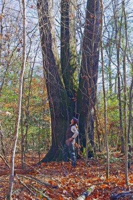 Cherrybark Oak