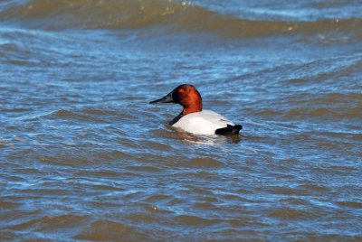 Canvasback