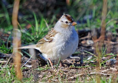 White-crowned Sparrow - immature