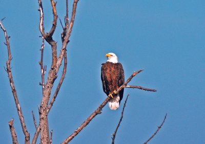 Bald Eagle