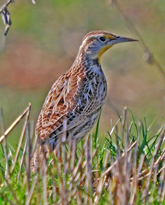 Western Meadowlark