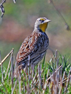 Western Meadowlark