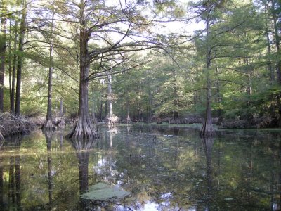 Oxbow Lake