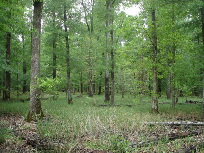 Bottomland Hardwood Forest