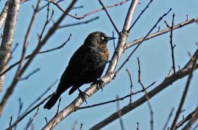 Rusty Blackbird