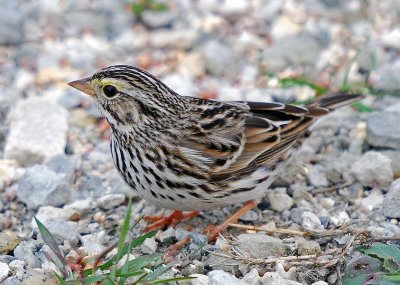 Savannah Sparrow