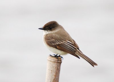 Eastern Phoebe