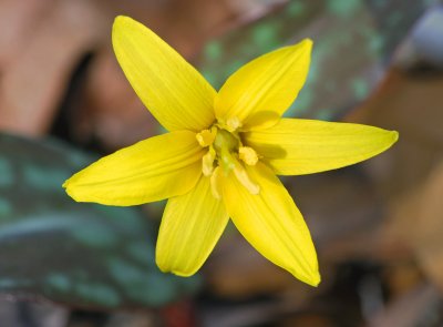 Yellow Trout-Lily