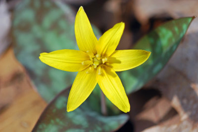 Yellow Trout-Lily