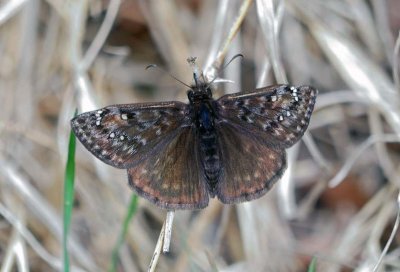 Juvenal's Duskywing