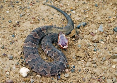 Western Cottonmouth - juvenile