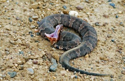 Western Cottonmouth - juvenile