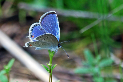 Eastern Tailed Blue