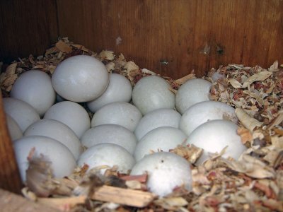 Hooded Merganser's nest