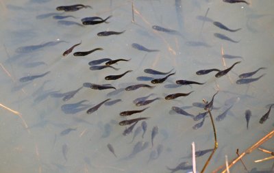 Bowfin fry